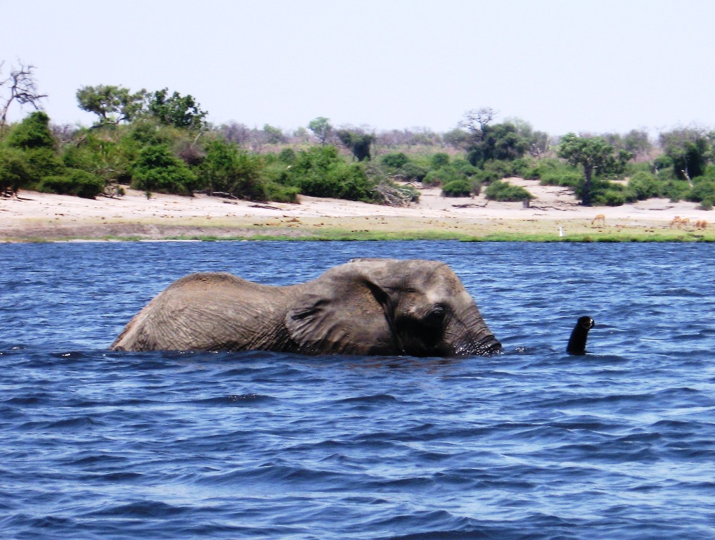 Fichier:Elephant-sous-marin.JPG