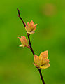 Fichier:Spiraea japonica 'Goldflame' 06.jpg