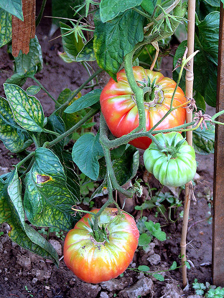Fichier:tomates.jpg