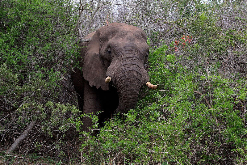 Fichier:African elephant (Loxodonta africana) in bush.jpg